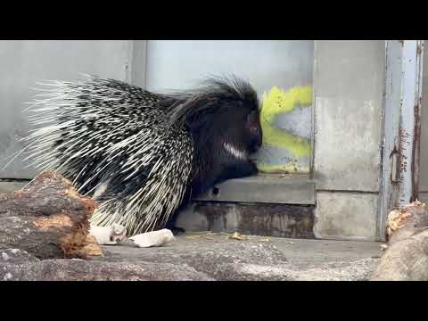 何かを齧っているリカちゃん　アフリカタテガミヤマアラシ　浜松市動物園にて　2026年2月14日 サムネイル