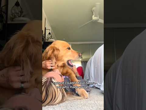 coming home to my golden retriever🥵 goldenretreiver dog ind… サムネイル