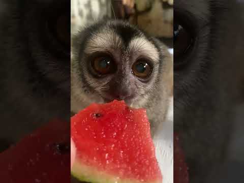 スイカを頬張るおばあちゃん猿♪shorts 猿 動物園