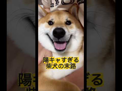 ボブの笑顔は世界を救う…はず！ 柴犬 柴犬ボブ サムネイル