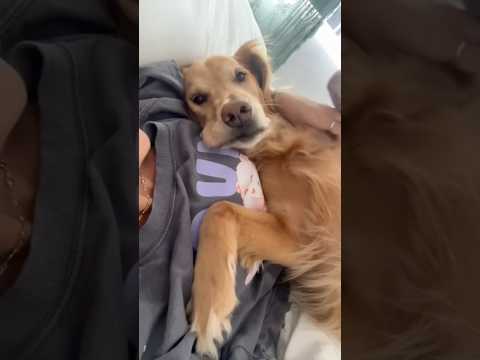 coming home to my golden retriever🥵 goldenretreiver dog ind… サムネイル