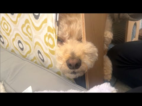 ある物が嫌すぎて謎行動をする大きいトイプードル【デカプー】【トイプードルのロアくん】【toy poodle】 サムネイル
