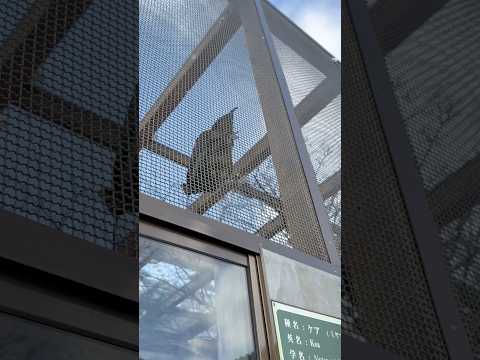 shorts レアちゃん 登る！登る！　ケア　那須どうぶつ王国にて　2026年2月1日 サムネイル