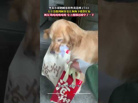 外帶小哥把顧客的外賣送到了門口 萬萬沒想到顧客竟讓狗狗下樓幫忙取 狗狗 金毛 意外 有趣 萬萬沒想到 萌寵 dog a… サムネイル