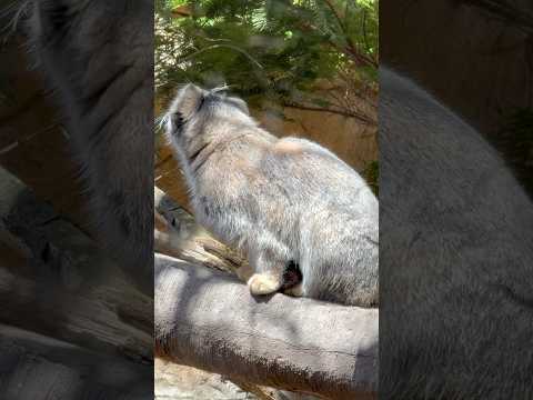 shorts ナゴムくん スズメ追う　マヌルネコ　那須どうぶつ王国にて　2026年4月11日 サムネイル