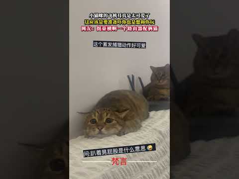 小貓咪的飛機耳真是太可愛了 這應該是準備嚇你也是想跟你玩 貓咪 萌寵 可愛 cat cute pets shorts サムネイル