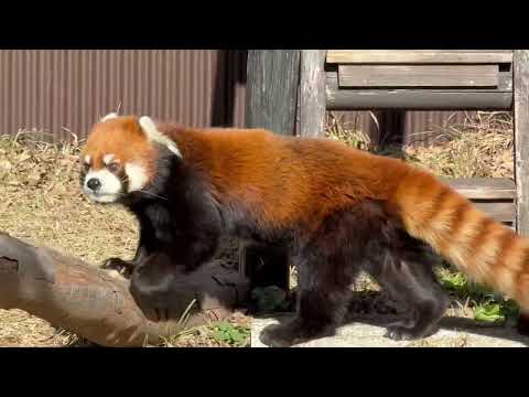 縞縞（ガオガオ）くん　レッサーパンダ　のんほいパークにて　2026年1月23日 サムネイル