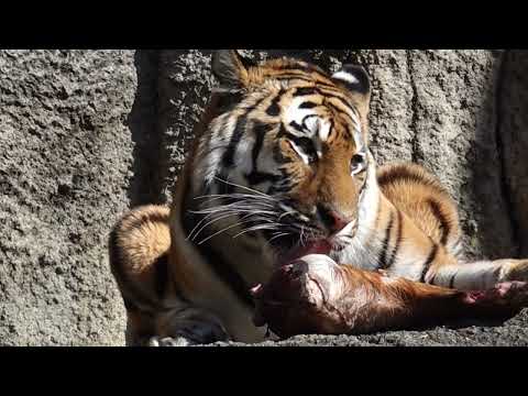 サーシャみんなが見やすい所で食べてあげる♪  今日はサーシャの日　アムールトラ　浜松市動物園にて　2026年2月14日… サムネイル