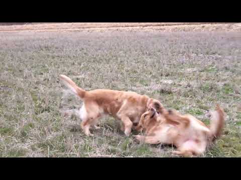 2月28日三重県クラブ連合会展と3月1日FCI中部インターナショナルドッグショーのご報告 サムネイル