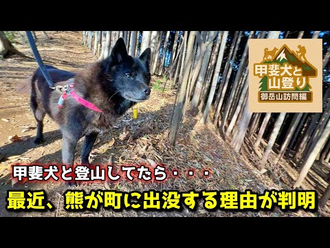 甲斐犬と山登りしたら、熊と町で遭遇する理由がわかりました【御岳山訪問編：第３話】 サムネイル