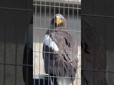shorts オオワシ　浜松市動物園にて　2026年3月15日 サムネイル