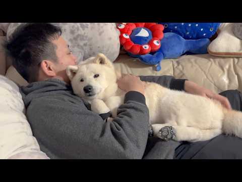 体調不良で辛そうなパパを最大級の癒しと可愛さで安らぎをくれる柴犬 サムネイル