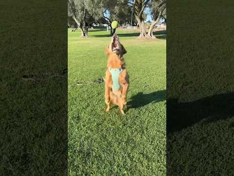 coming home to my golden retriever🥵goldenretreivers dog pup… サムネイル