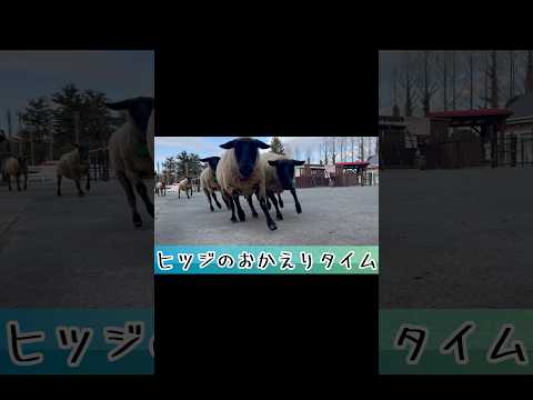 ヒツジのおかえりタイム　東武動物公園  動物 かわいい 動物園 癒し animals zoo ヒツジ おかえりなさい サムネイル