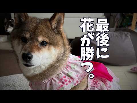 いただいた浴衣にご満悦な柴犬 サムネイル