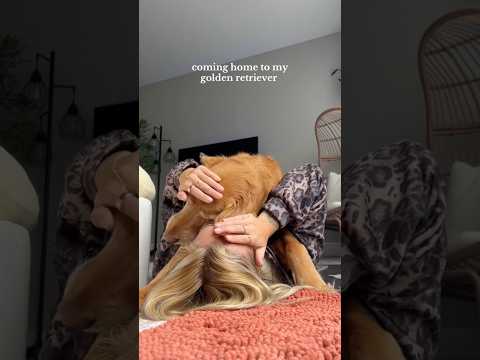 coming home to my golden retriever🥵goldenretreivers dog pup… サムネイル