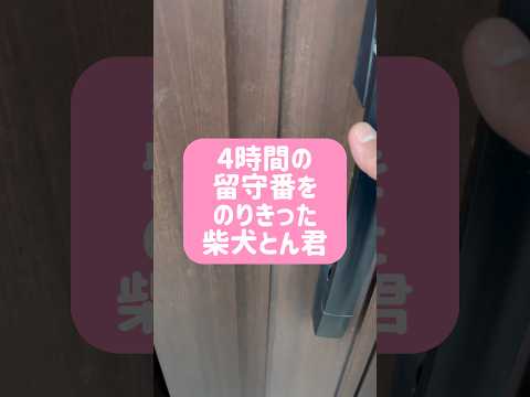 柴犬とん君のお出迎えが可愛すぎる！　柴犬　柴犬とん サムネイル