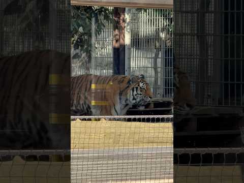 shorts アムールトラ🐯のミシュカくん❣️ 王子動物園　2025年12月27日 サムネイル