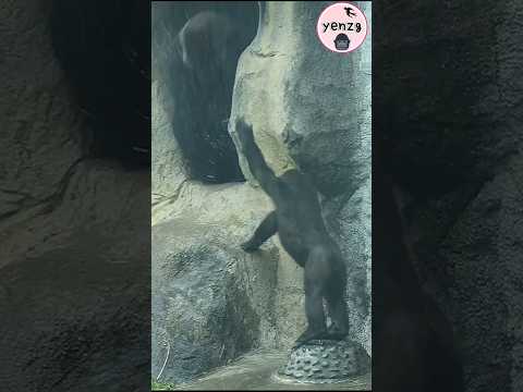 Gorilla Jabali玩水對D'jeeco潑水 gorillatag taipeizoo 金剛猩猩 台北市立動物園 サムネイル