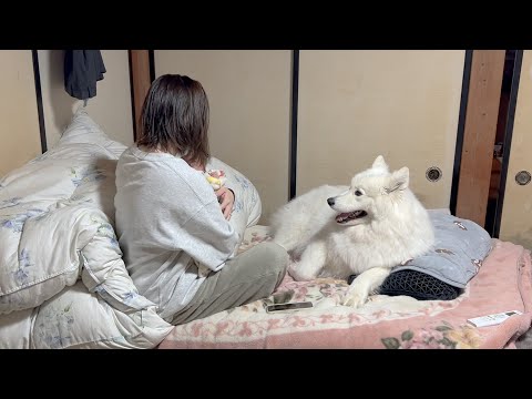 子育ての難関、魔の三週目に突入、激しい夜泣きにも笑顔で寄り添うサモエドと柴犬 サムネイル