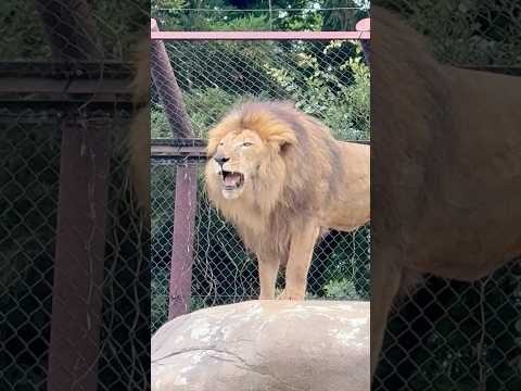 shorts トウヤくんの遠吠え🦁　ライオン　千葉市動物公園にて　2026年7月12日