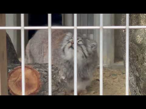 エルくん来た〜❣️  マヌルネコ　東山動植物園にて　2026年3月13日