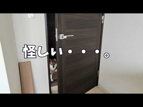 飼い主が怪しい？あの手この手で探る柴犬 サムネイル