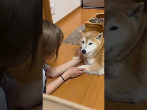 柴犬福 エミネム口調にハマる姉に白目をむく柴犬🤣Sis and Shiba🤣姉と柴 eminem shorts 柴犬… サムネイル