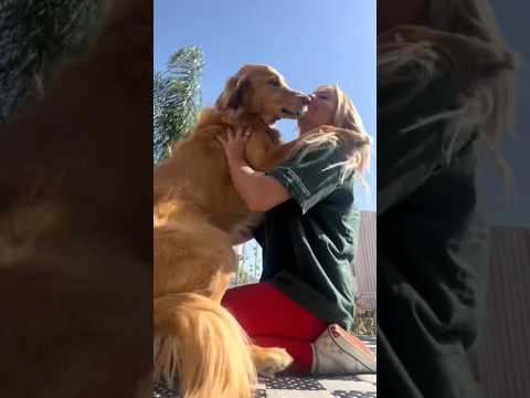coming home to my golden retriever🥵 goldenretreiver dog ind… サムネイル