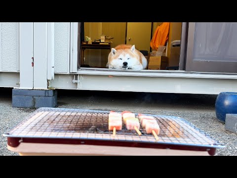 串焼き大会に参戦するも、ぽかぽか天気に一瞬で眠くなり、しょぼしょぼ目で焼き加減を見守る柴犬 サムネイル