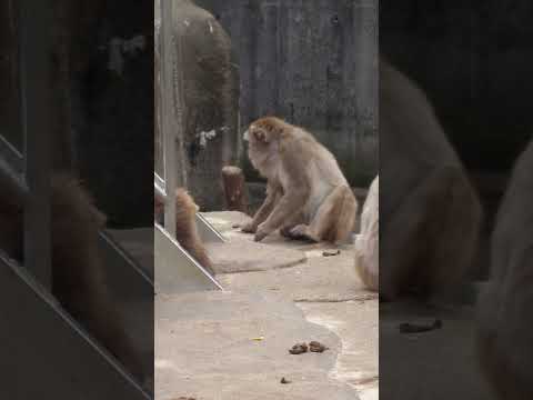 shorts ニホンザル　浜松市動物園 サムネイル