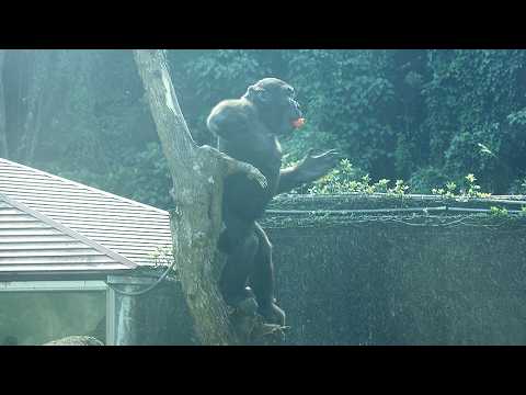 Gorilla Ringo danced with Tayari,did chest beatings at chim… サムネイル