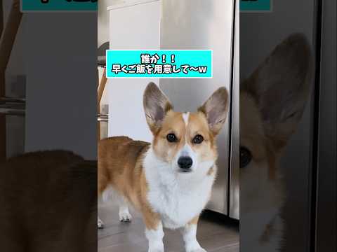 仕事で疲れた皆に贈る笑いと癒しのコーギー5選ww　#コーギー #笑える #癒し #コーギーのいる暮らし #犬のいる生活… サムネイル