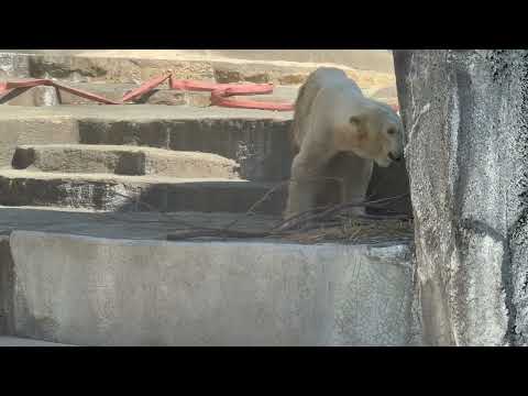 朝居た辺りに戻りました🥹 10:55 頃のバフィンさん　   ホッキョクグマ　浜松市動物園にて　2026年3月15日 サムネイル