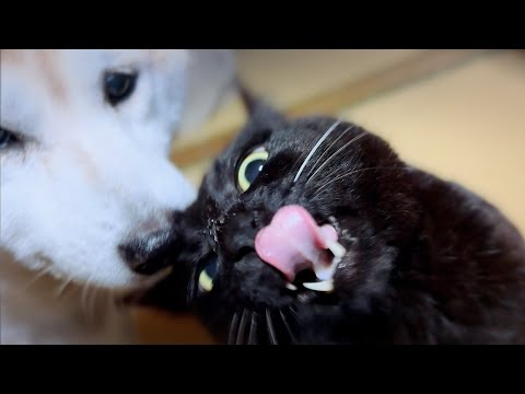 天のくしゃみ。もしかして花粉症？　A Cat Sneezing サムネイル