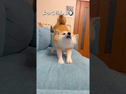 なんだかんだで優しい相棒🐶柴犬 shibainu shorts サムネイル
