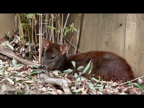 プーズーのスミレさん　埼玉県こども動物自然公園にて　2026年3月6日 サムネイル
