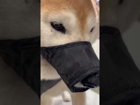 柴犬福 えのきのヒーリング効果で耳を診られても良い子な柴犬🤣Shiba-hospital😂姉と柴 shorts fun… サムネイル