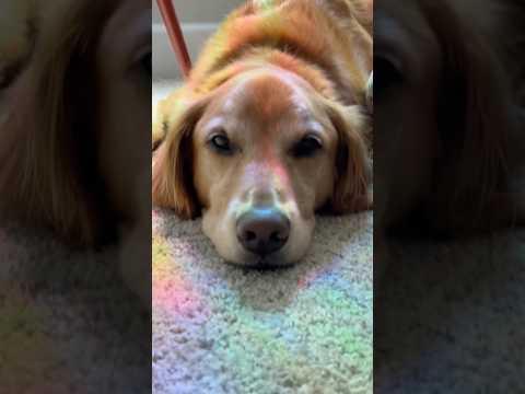 coming home to my golden retriever🥵goldenretreivers dog pup… サムネイル