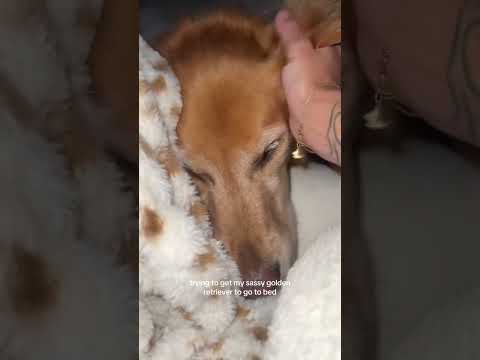 coming home to my golden retriever🥵 goldenretreiver dog ind…