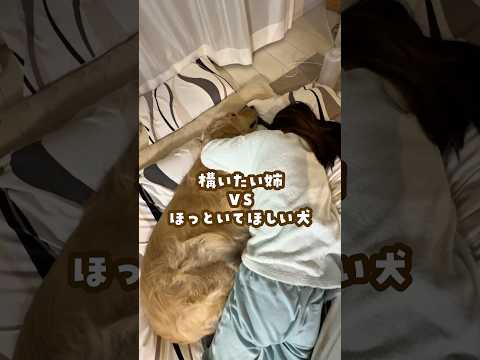 構いたい姉VSほっといてほしい犬 ゴールデンレトリバー 大型犬のいる生活 goldenretriever サムネイル