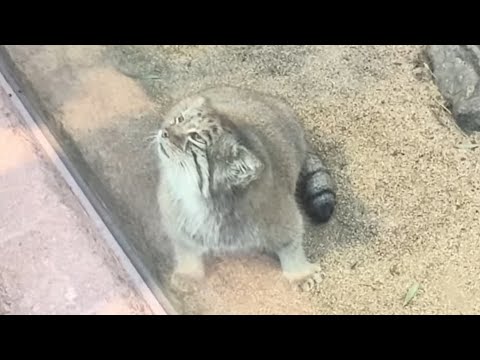 怒り💢のアズちゃん マヌルネコ 神戸どうぶつ王国 2026年10月12日