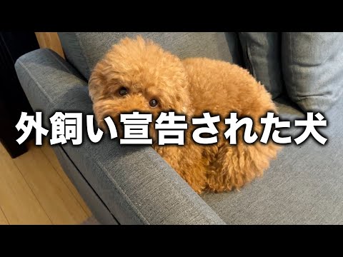 室内犬って聞いてたのに到底室内では扱えなかったトイプードル。 サムネイル