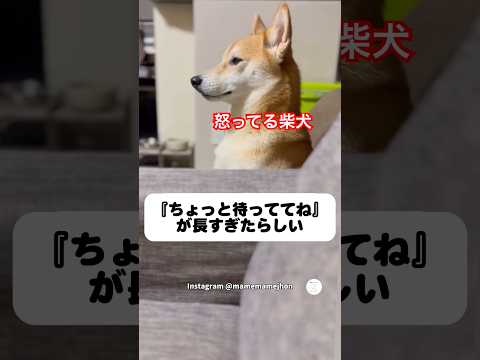 怒ってる柴犬‼️目も合わせてくれません　　　柴犬　犬　かわいい犬 犬のいる暮らし 面白い
