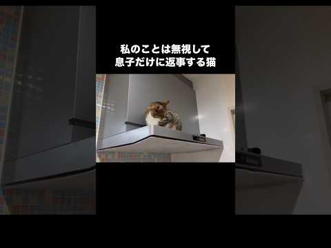 私のことは完全に無視するのに息子に呼ばれた時は猫なで声でしっかりお返事する猫 猫 猫なで声 三毛猫 shorts サムネイル