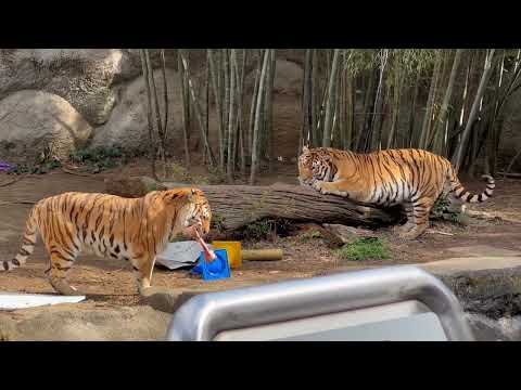 ソーン父さんとローラー母さん 娘が貰ったプレゼントやお肉を‥😅　2月17日のサーシャちゃん5歳のお誕生日を前に 本日お… サムネイル