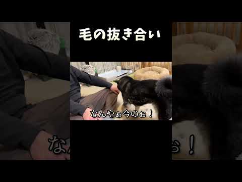 毛の抜き合い