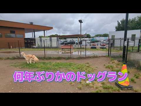 何年かぶりのドッグランで遊ぶ。ゴールデンレトリバーティト