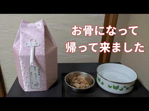 【1083】愛犬の火葬 サムネイル