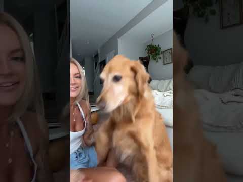 Saying goodbye to grinchtoes😭❤️goldenretriever vlogger vlog…